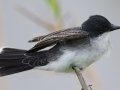 Eastern Kingbird
