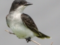 Eastern Kingbird