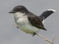 Eastern Kingbird