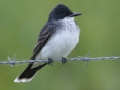 Eastern Kingbird