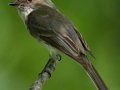 Eastern Phoebe