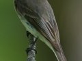 Eastern Phoebe