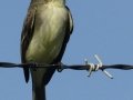 Eastern Phoebe