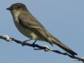 Eastern Phoebe