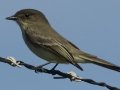 Eastern Phoebe