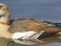 Egyptian Goose