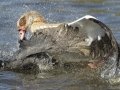 Egyptian Goose