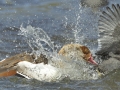 Egyptian Goose