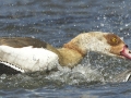 Egyptian Goose