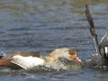 Egyptian Goose