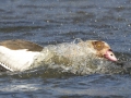 Egyptian Goose