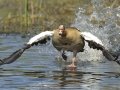 Egyptian Goose