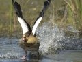 Egyptian Goose