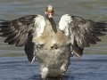 Egyptian Goose