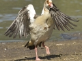 Egyptian Goose