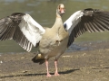 Egyptian Goose