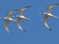 Elegant Tern