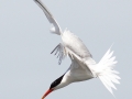 Elegant Tern