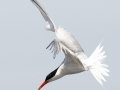 Elegant Tern