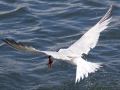 Elegant Tern