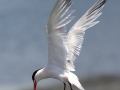 Elegant Tern