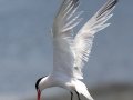 Elegant Tern