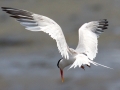 Elegant Tern