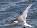 Elegant Tern