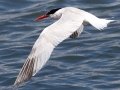 Elegant Tern