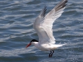 Elegant Tern