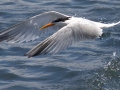 Elegant Tern