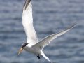 Elegant Tern