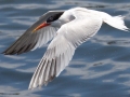 Elegant Tern