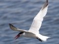 Elegant Tern