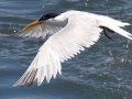 Elegant Tern