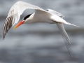 Elegant Tern