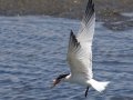 Elegant Tern