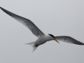 Elegant Tern