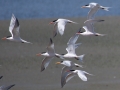 Elegant Tern