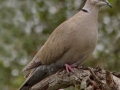 Eurasian Collared-Dove