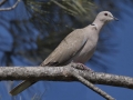 Eurasian Collared-Dove