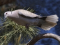 Eurasian Collared-Dove