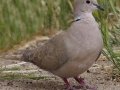 Eurasian Collared-Dove