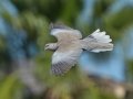 Eurasian Collared-Dove