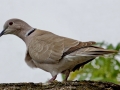 Eurasian Collared-Dove