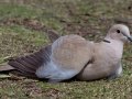 Eurasian Collared-Dove