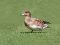 Eurasian Wigeon