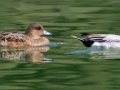 Eurasian Wigeons
