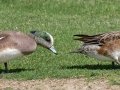 American Wigeon Male with Female Eurasian Wigeon