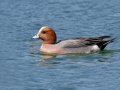 Eurasian Wigeon